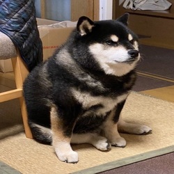 Dark CheemsLOGO