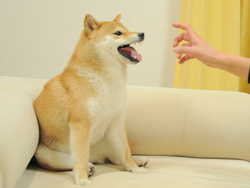 Feisty Doge NFTLOGO