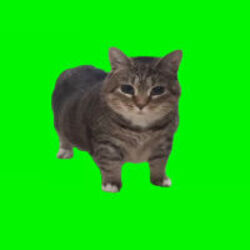 Spinning CatLOGO