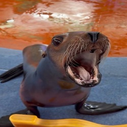 茄子 (Eggplant)LOGO