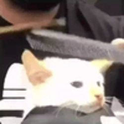 Cat getting fadeLOGO