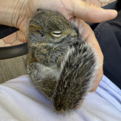 Blueberry The SquirrelLOGO