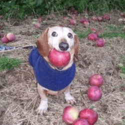 dog with apple in mouthLOGO