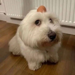 dog with egg on headLOGO