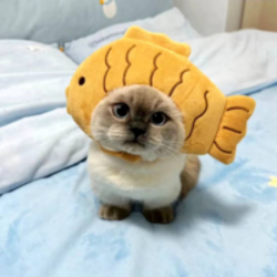 Fish CatLOGO