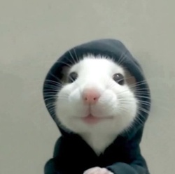 hood ratLOGO