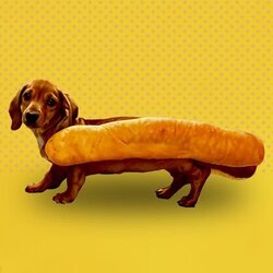 Hot DogeLOGO