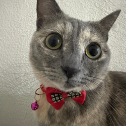 Just Elizabeth CatLOGO