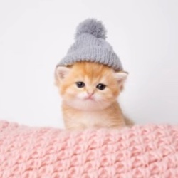 Kitten Wif HatLOGO