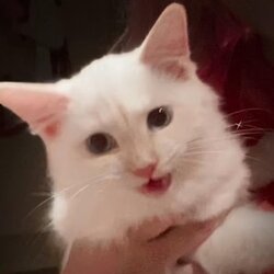 Mr Mayonnaise the CatLOGO