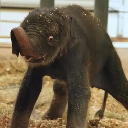 New Baby Elephant Houston ZooLOGO