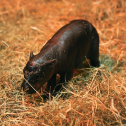 New Born Haggis Pygmy HippoLOGO