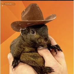 Pnut the SquirrelLOGO