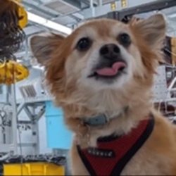 Qubit The Quantum DogLOGO