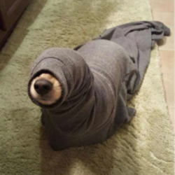 Seal DogLOGO