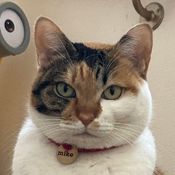 Totakeke's SisterLOGO